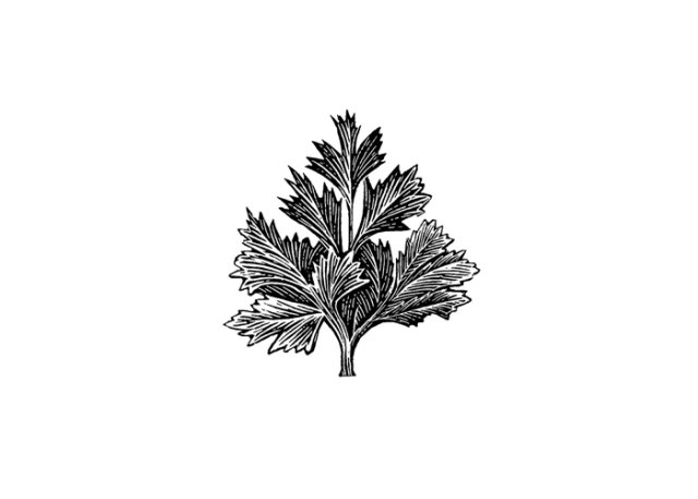 Parsley Icon